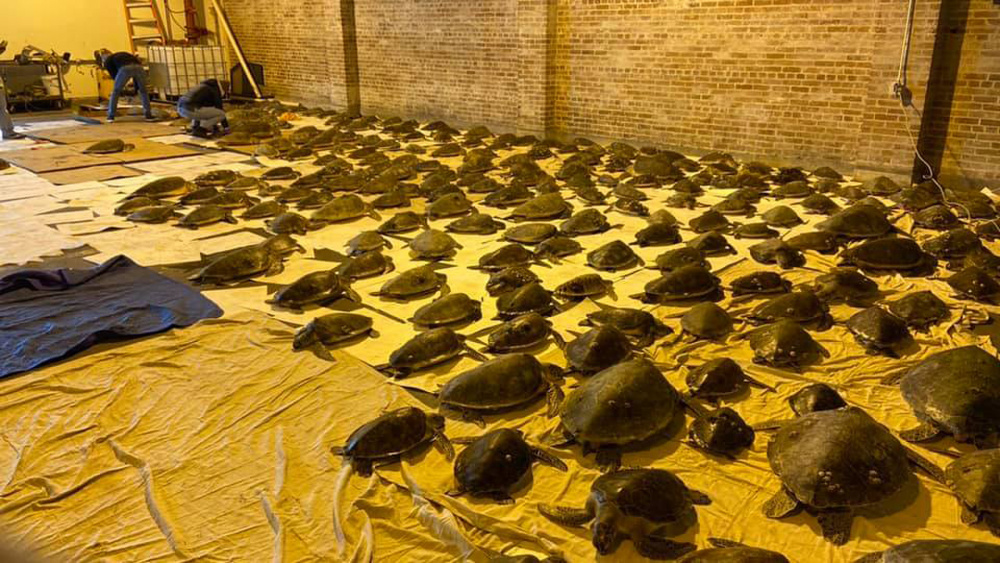 USCG Rescue Swimmers Rescue 60 Sea Turtles From Winter Storm Texas